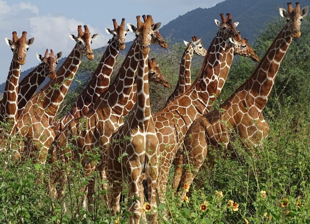 group of giraffes in the wild